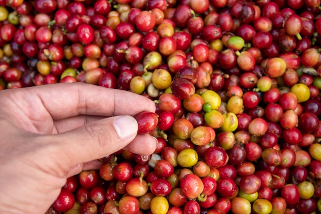 Foto coltivatore di caffè che raccoglie chicchi di ciliegia maturi