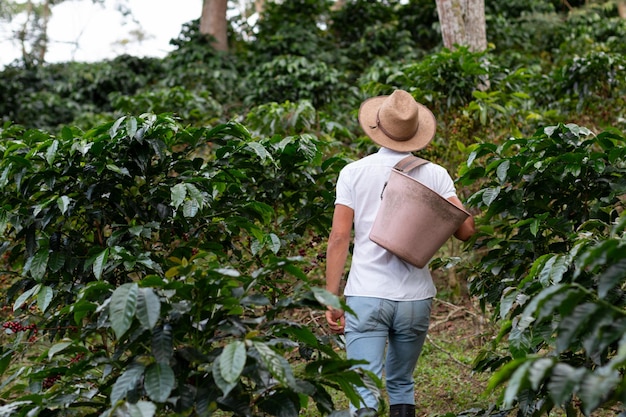 Coffee farmer walking through the coffee plantation. Coffee plants. Man wearing peasant hat