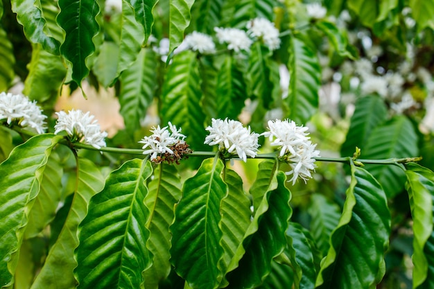 Coffee Flower Blooming On Tree