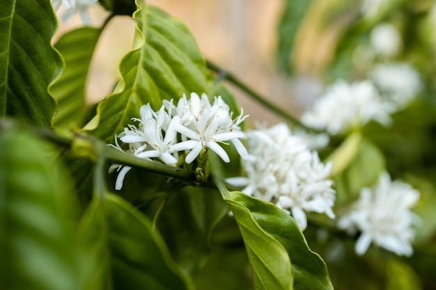 木に咲くコーヒー花