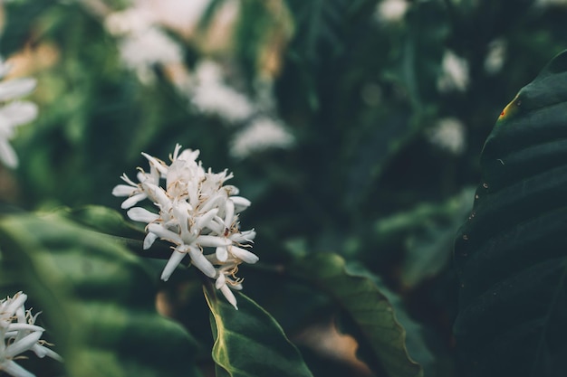 Coffee flower blooming on tree