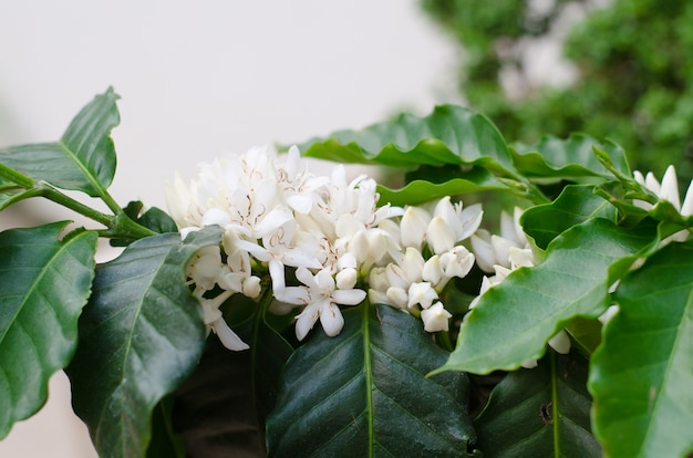 coffee flower blooming on tree