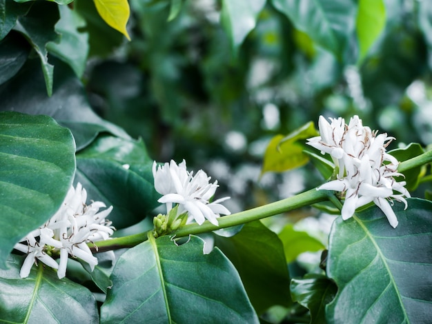 coffee flower on coffee tree white blossom color flower