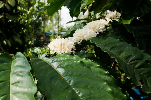 蜂蜜農場のコーヒーの花