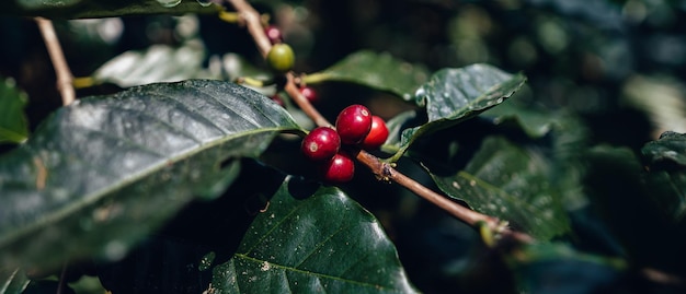 Coffee flowers in the plantation