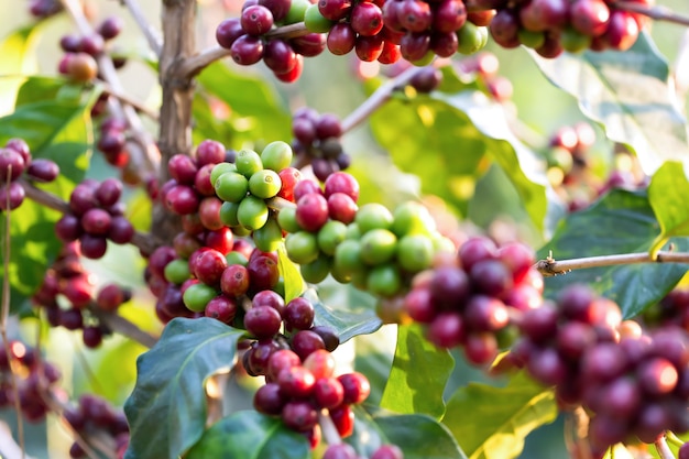 新鮮なコーヒーが木で熟しています。