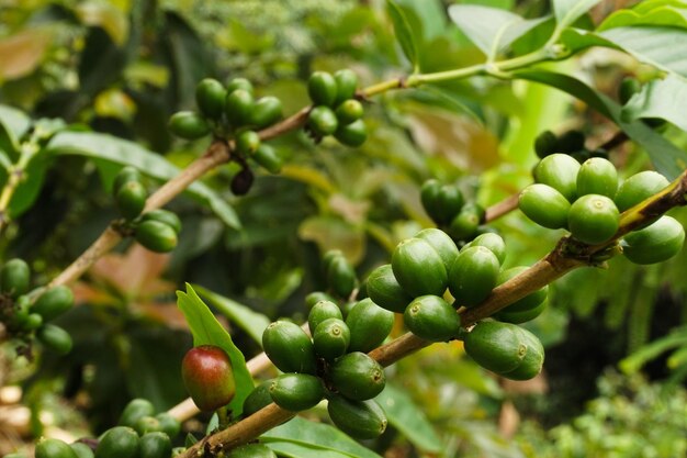 Coffee fruit growth in coffee tree