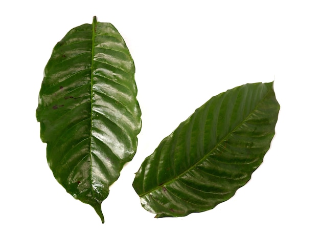 Coffee leaf isolated on a white background