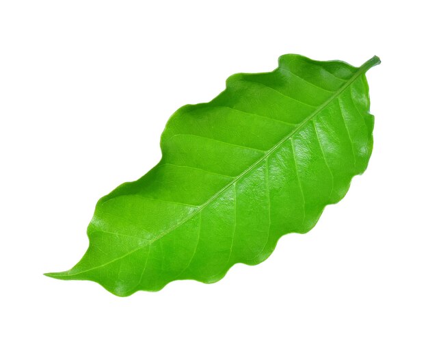 Coffee leaf isolated on white