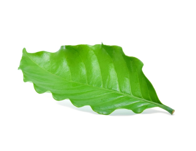 Coffee leaf isolated on white