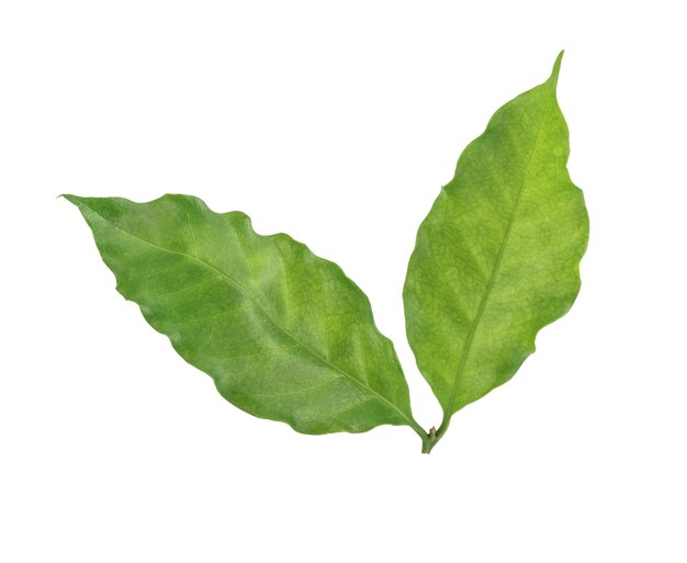 Coffee leaf on a white background.