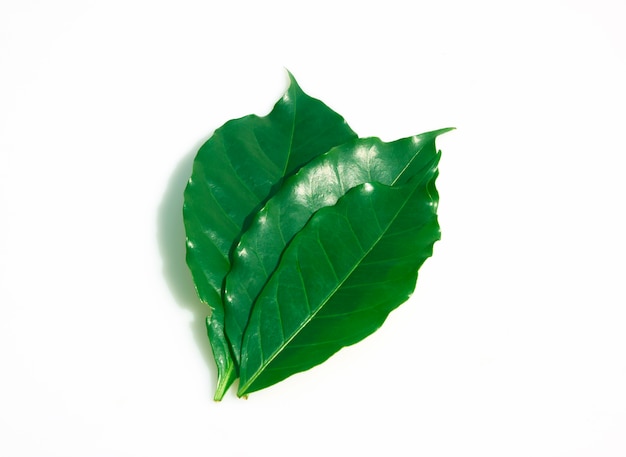 Coffee leaf on a white background.