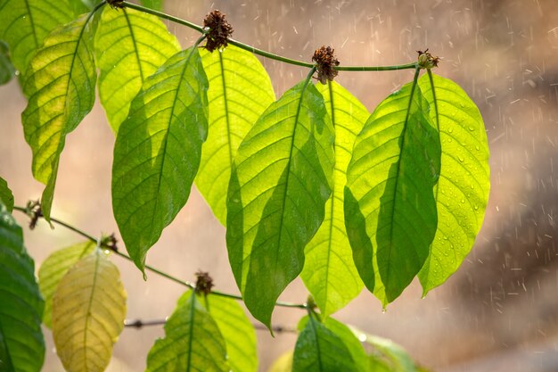 Coffee leave in the rain