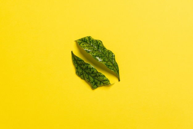 Photo coffee leaves on a yellow surface