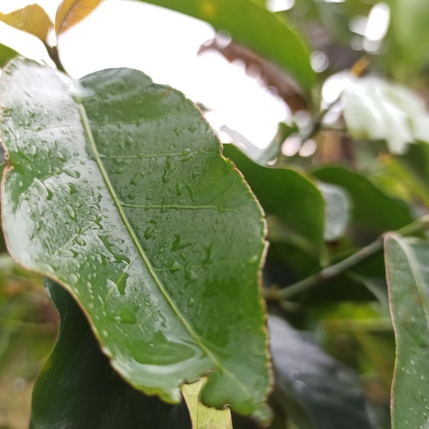 Coffee Leaves