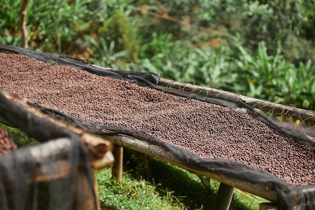 Coffee natural drying process at washing station at the mountain region of eastern africa