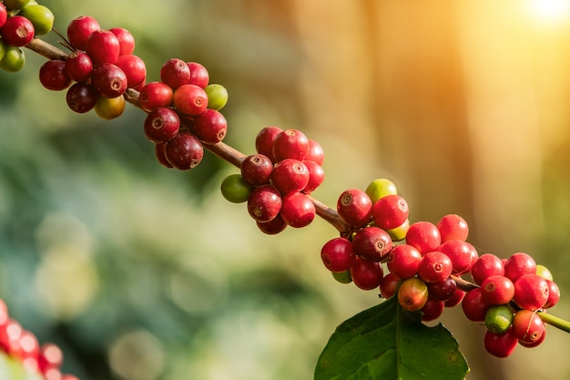 Фото Кофе на дереве арабика сырые и спелые кофейных зерен в поле и солнечного света.