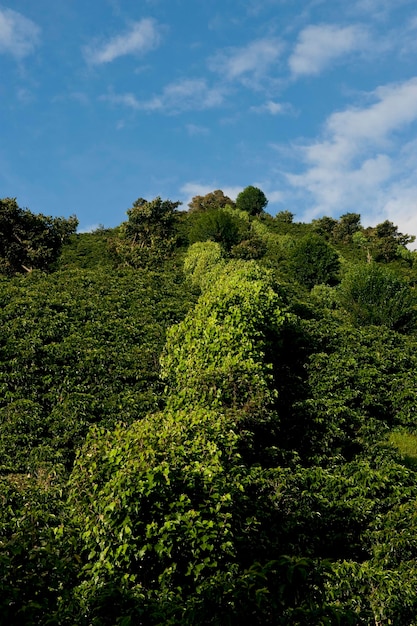 Finca Lerida Boquete Chiriqui 지방 파나마 중앙 아메리카의 커피 농장