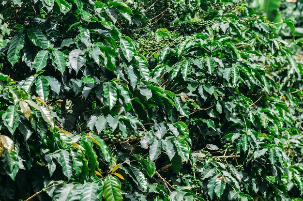 Coffee plantation in Minas Gerais Brazil