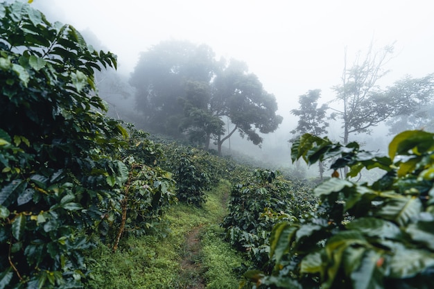 Piantagione di caffè nella foresta nebbiosa, pianta del caffè e chicchi di caffè crudo