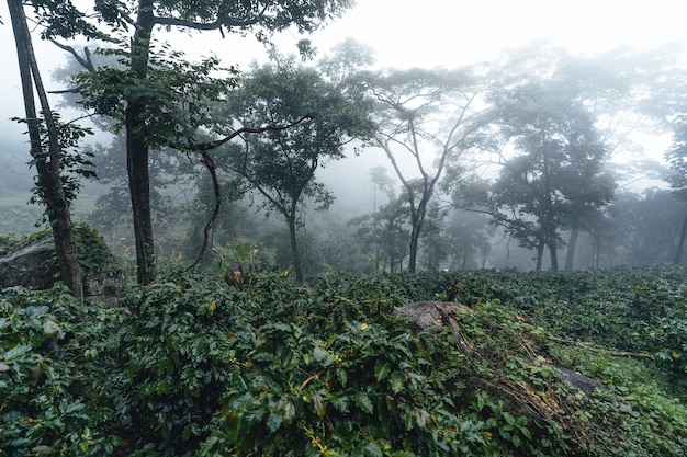 Кофейная плантация в туманном лесу, кофейный завод и сырые кофейные зерна