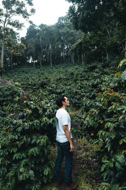 Coffee plantation in tropical forest in the rainy season