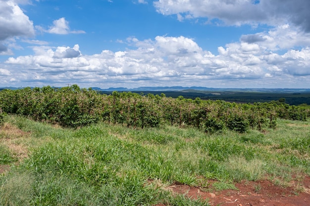 Photo coffee plantation with pruned plants