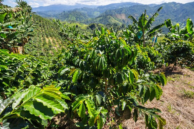 Photo coffee plantation