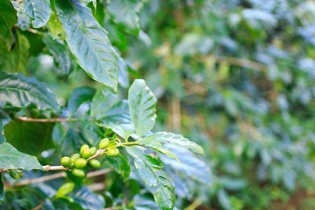 Coffee plantation