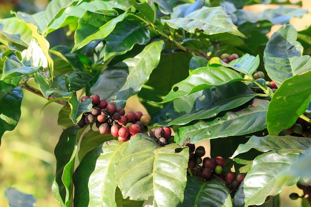 Coffee plantation