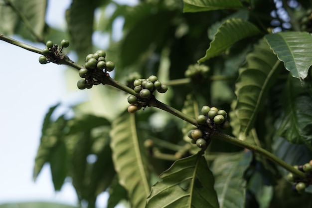 Coffee plantation