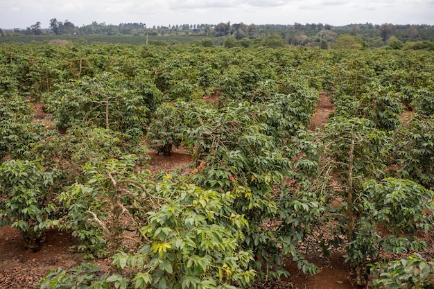 Coffee Red Green Berries Beans Plants Vegetation Field Farm Farming Nature Kiambu County Kenya Land