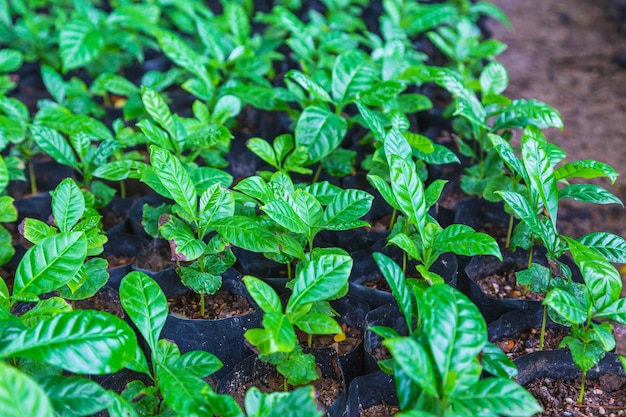 Coffee seedlings in the nursery