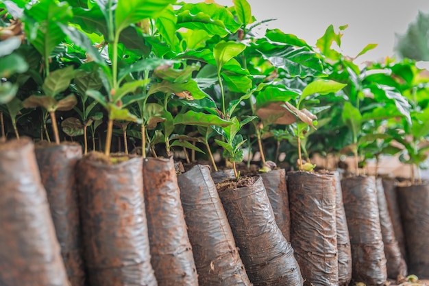 Coffee seedlings