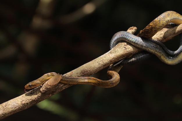 Coffee snake or black copper rat snake or yellow striped snake found in Southeast Asia