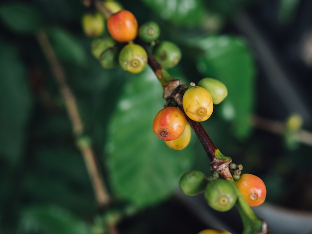 Photo coffee tree arabica coffee berries