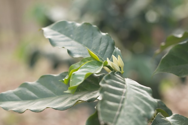 Coffee tree in blossom