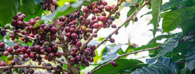 Coffee tree close-up