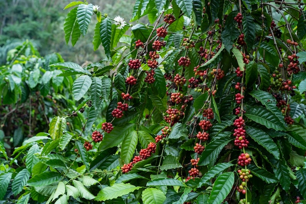 Pianta del caffè alla fattoria del caffè