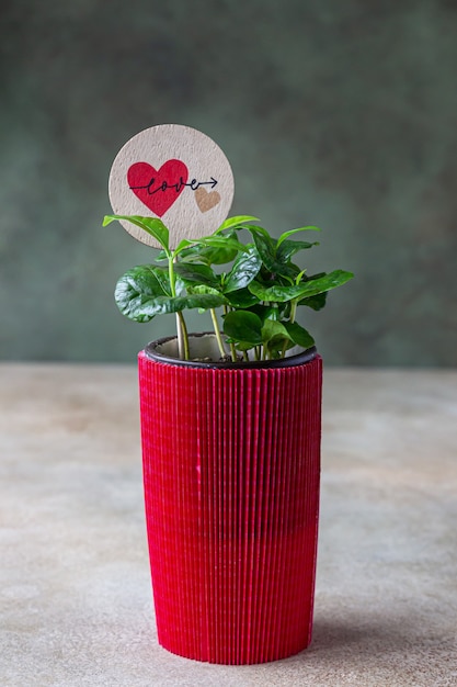 Pianta del caffè in un vaso di fiori in carta da regalo rossa con topper amore. amore o concetto di san valentino.