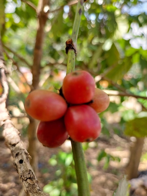 coffee tree stalks with fruit attached to the plantation area