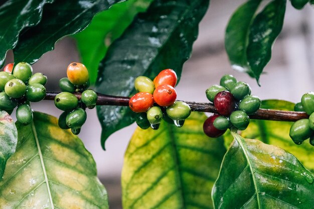 Coffee tree with green coffee beans on the branch in Thailand