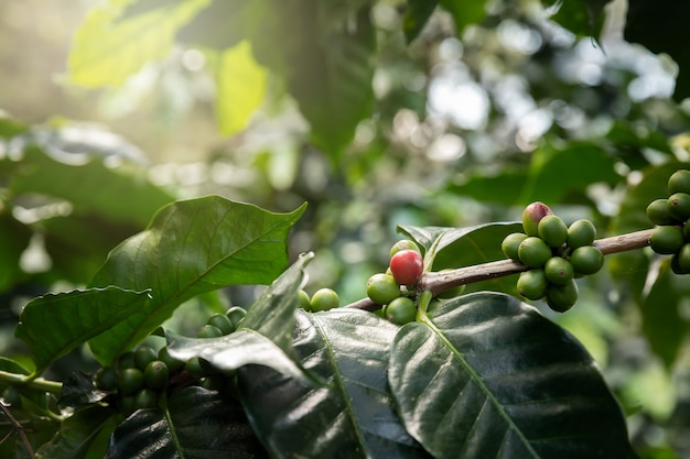 Coffee tree with red coffee berries on cafe plantation.