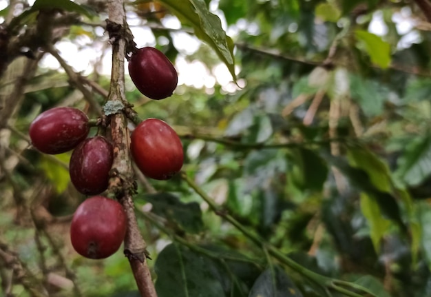 A coffee tree with red and green coffee beans