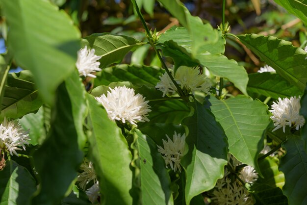 Coffee tree with white color flower blossom and green leaves in garden