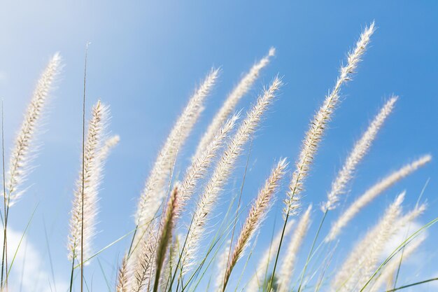 Photo cogon grass on blue sky background