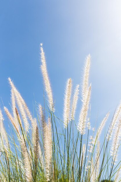 Cogon Grass op blauwe achtergrond