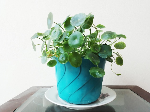 Coin Plant in a Flower Pot at Home