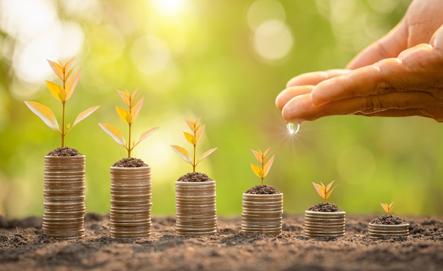 Coin stack with young green sprout on top. Business success, Financial or money growing concept