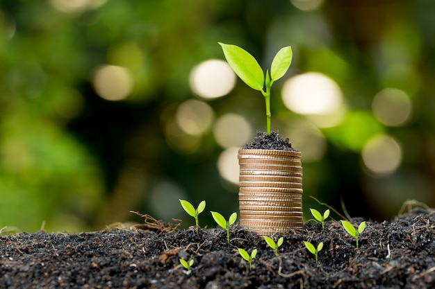 The coins are stacked on the ground and the seedlings are growing on top, the concept of saving money and financial and business growth.